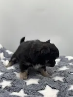 Kit Kat Small male  full AKC, a male Chihuahua for sale in Cullowhee, NC – Photo 3 of 10