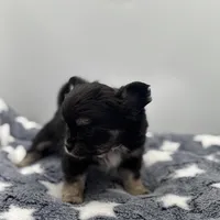 Kit Kat Small male  full AKC, a male Chihuahua for sale in Cullowhee, NC – Photo 6 of 10