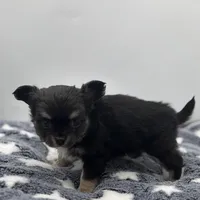 Kit Kat Small male  full AKC, a male Chihuahua for sale in Cullowhee, NC – Photo 4 of 10