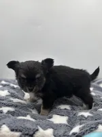 Kit Kat Small male  full AKC, a male Chihuahua for sale in Cullowhee, NC – Photo 4 of 10