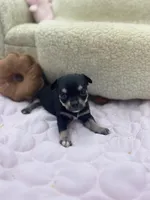 Caroline f2 AKC , a female Chihuahua for sale in Cullowhee, NC – 5 of 10