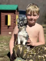 Stitch Full AKC long coat blue Merle , a male Chihuahua for sale in Cullowhee, NC – Photo 3 of 8
