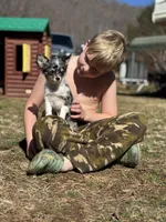 Stitch Full AKC long coat blue Merle , a male Chihuahua for sale in Cullowhee, NC – Photo 7 of 8