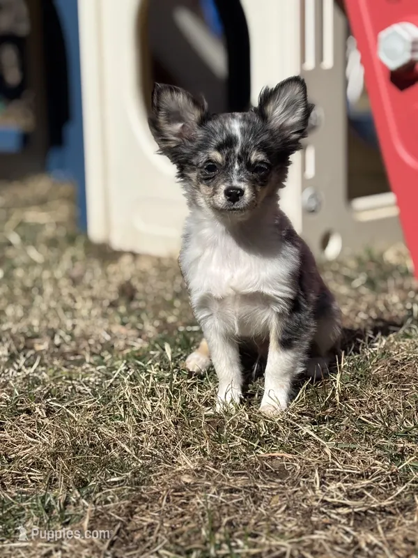 Stitch Full AKC long coat blue Merle 