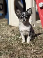 Stitch Full AKC long coat blue Merle , a male Chihuahua for sale in Cullowhee, NC – Photo 1 of 8