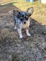 Stitch Full AKC long coat blue Merle , a male Chihuahua for sale in Cullowhee, NC – Photo 8 of 8
