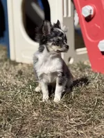 Stitch Full AKC long coat blue Merle , a male Chihuahua for sale in Cullowhee, NC – Photo 5 of 8