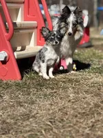 Stitch Full AKC long coat blue Merle , a male Chihuahua for sale in Cullowhee, NC – Photo 4 of 8