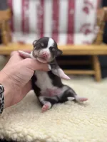 Freyas chocolate male full AKC , a male Chihuahua for sale in Cullowhee, NC – 2 of 10