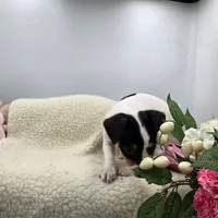 Full AKC Mini's Male # 4, a male Toy Fox Terrier for sale in Cullowhee, NC – 9 of 10