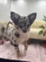 Full AKC Juliette Male # 2, a male Chihuahua for sale in Cullowhee, NC – 1 of 10