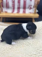 Freya male AKC tri , a male Chihuahua for sale in Cullowhee, NC – 6 of 10