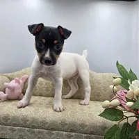 Full AKC Mini's Male # 1, a male Toy Fox Terrier for sale in Cullowhee, NC – 6 of 10
