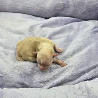 Full AKC Honey's Female, a female Chihuahua for sale in Cullowhee, NC – Photo 9 of 9