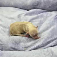 Full AKC Honey's Female, a female Chihuahua for sale in Cullowhee, NC – Photo 5 of 9