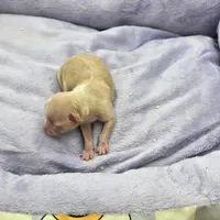 Full AKC Honey's Female, a female Chihuahua for sale in Cullowhee, NC – Photo 7 of 9