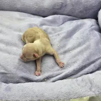 Full AKC Honey's Female, a female Chihuahua for sale in Cullowhee, NC – Photo 6 of 9