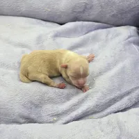 Full AKC Honey's Female, a female Chihuahua for sale in Cullowhee, NC – Photo 8 of 9