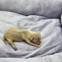 Full AKC Honey's Female, a female Chihuahua for sale in Cullowhee, NC – Photo 3 of 9