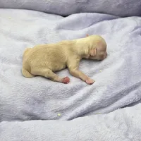 Full AKC Honey's Female, a female Chihuahua for sale in Cullowhee, NC – Photo 4 of 9