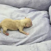 Full AKC Honey's Female, a female Chihuahua for sale in Cullowhee, NC – Photo 2 of 9