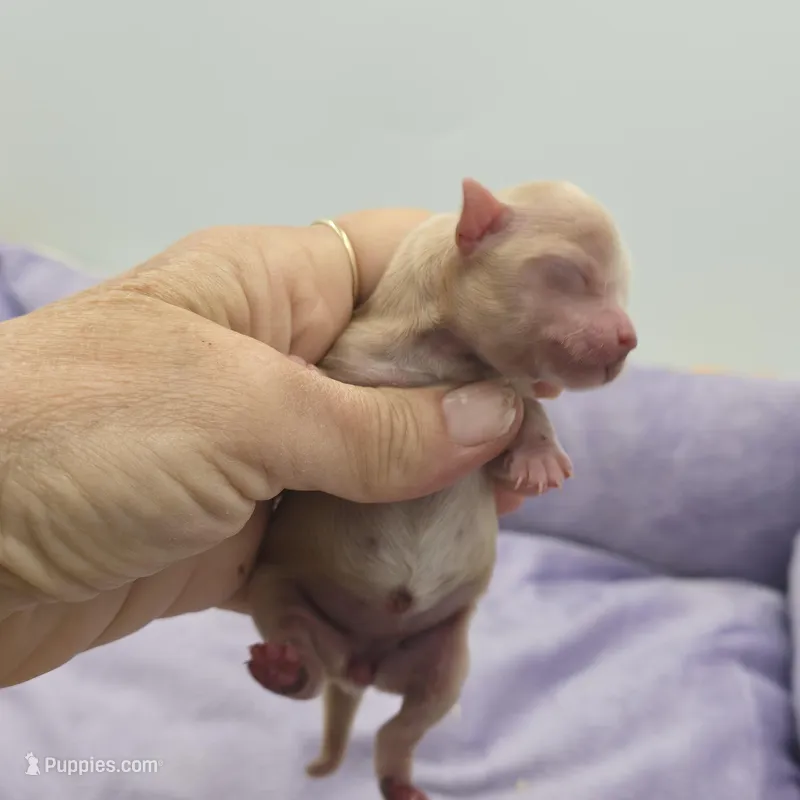 Full AKC Honey's Female – Chihuahua puppy for sale in Cullowhee, NC