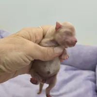 Full AKC Honey's Female, a female Chihuahua for sale in Cullowhee, NC – Photo 1 of 9