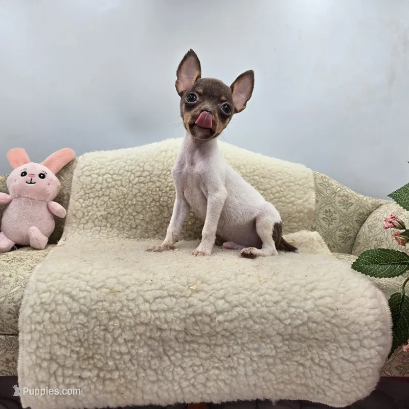 Cupcake tiny chocolate male – Toy Fox Terrier puppy for sale in Cullowhee, NC
