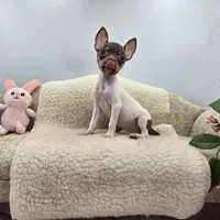 Cupcake tiny chocolate male, a male Toy Fox Terrier for sale in Cullowhee, NC – 1 of 10