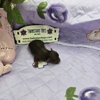 Full Akc Dixie's Chocolate male, a male Chihuahua for sale in Cullowhee, NC – 2 of 10