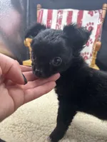 Janice black n white LC female , a female Chihuahua for sale in Cullowhee, NC – 8 of 10