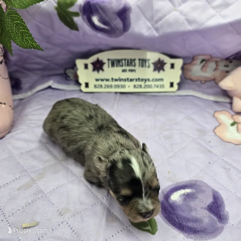 Juliette's Blue Merle female full AKC – Chihuahua puppy for sale in Cullowhee, NC