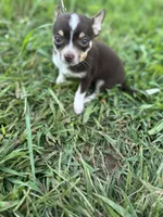  Tripp  male full AKC , a male Chihuahua for sale in Cullowhee, NC – 7 of 10