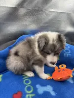 Full AKC Zina M 1, a male Shetland Sheepdog for sale in Cullowhee, NC – 7 of 10