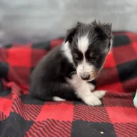 Mini Sheltie Full AKC (ziggy) , a male Shetland Sheepdog for sale in Cullowhee, NC – Photo 3 of 10