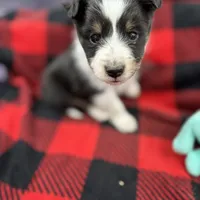 Mini Sheltie Full AKC (ziggy) , a male Shetland Sheepdog for sale in Cullowhee, NC – Photo 5 of 10