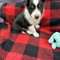 Mini Sheltie Full AKC (ziggy) , a male Shetland Sheepdog for sale in Cullowhee, NC – Photo 1 of 10