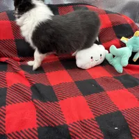 Mini Sheltie Full AKC (ziggy) , a male Shetland Sheepdog for sale in Cullowhee, NC – Photo 9 of 10