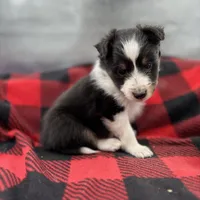 Mini Sheltie Full AKC (ziggy) , a male Shetland Sheepdog for sale in Cullowhee, NC – Photo 6 of 10