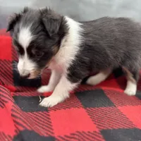 Mini Sheltie Full AKC (ziggy) , a male Shetland Sheepdog for sale in Cullowhee, NC – Photo 2 of 10