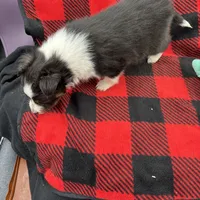 Mini Sheltie Full AKC (ziggy) , a male Shetland Sheepdog for sale in Cullowhee, NC – Photo 10 of 10