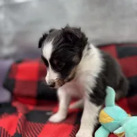 Mini Sheltie Full AKC (ziggy) , a male Shetland Sheepdog for sale in Cullowhee, NC – Photo 4 of 10