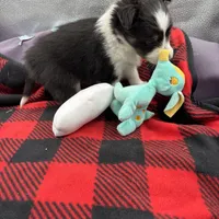 Mini Sheltie Full AKC (ziggy) , a male Shetland Sheepdog for sale in Cullowhee, NC – Photo 7 of 10