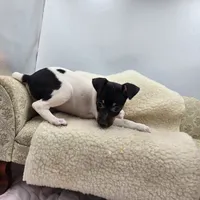 Cupcake tri female , a female Toy Fox Terrier for sale in Cullowhee, NC – 7 of 10