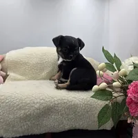 Full AKC Winnie f2, a female Chihuahua for sale in Cullowhee, NC – 2 of 8