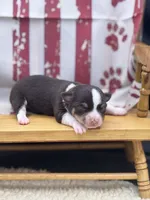 Freyas chocolate male full AKC , a male Chihuahua for sale in Cullowhee, NC – 1 of 10