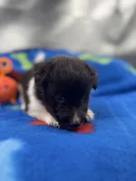 Lucy male black and white full AKC , a male Shetland Sheepdog for sale in Cullowhee, NC – 5 of 10
