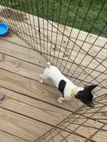 No papers Mini's Male # 1, a male Toy Fox Terrier for sale in Cullowhee, NC – 9 of 10