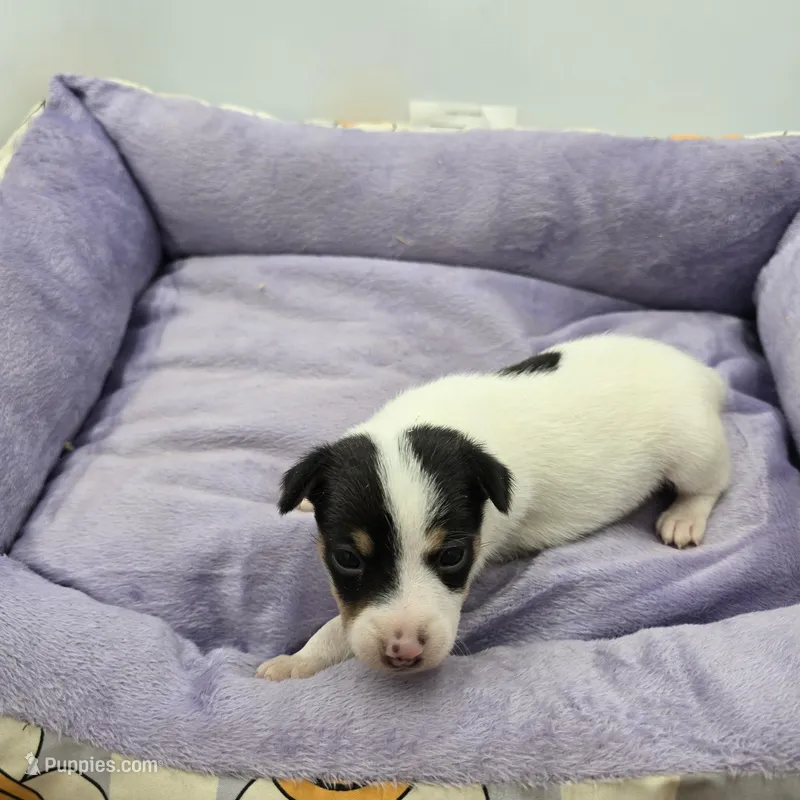 Full AKC Mini's Male # 4 – Toy Fox Terrier puppy for sale in Cullowhee, NC