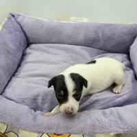 Full AKC Mini's Male # 4, a male Toy Fox Terrier for sale in Cullowhee, NC – Photo 1 of 8